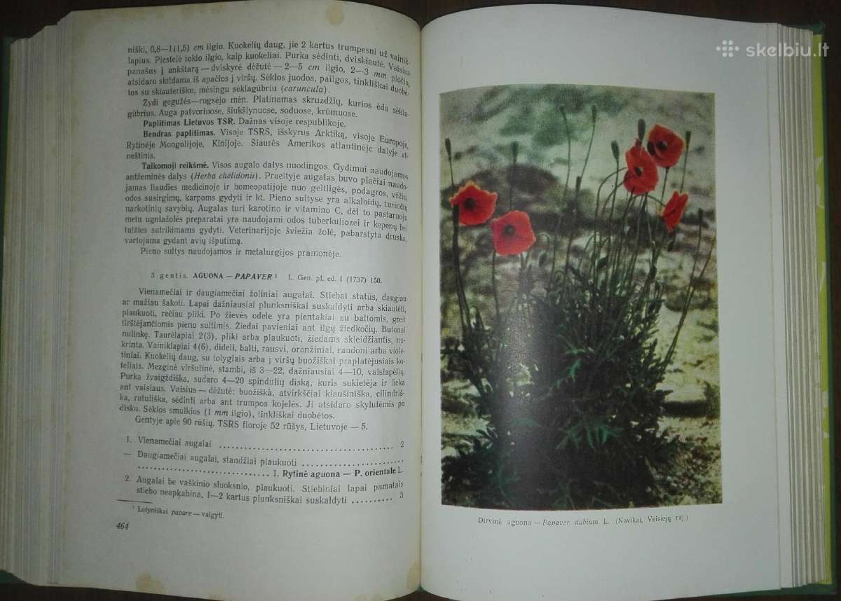 1413. Lietuvos Tsr Flora - nuotraukos Nr. 7