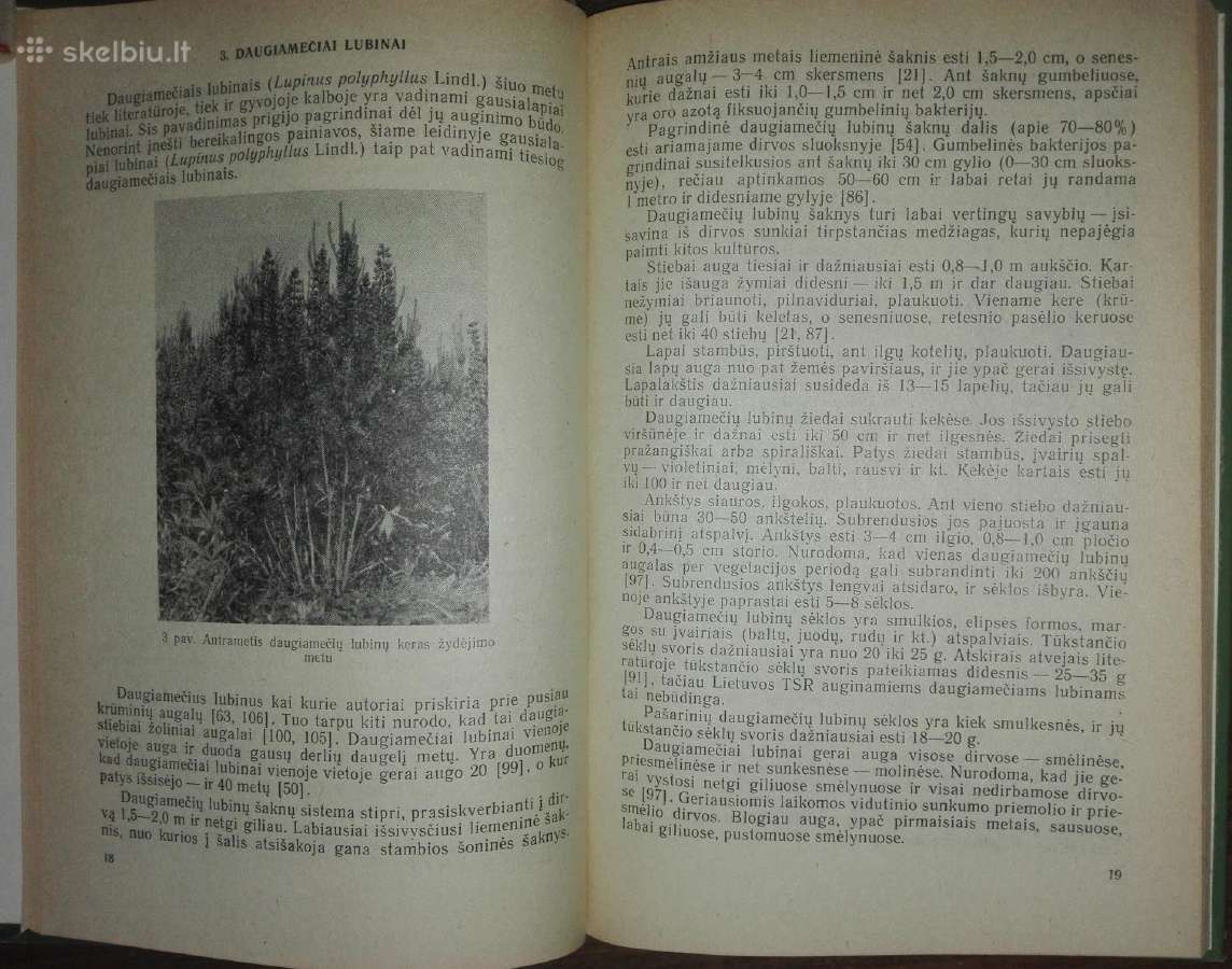 1431. Lubinai Lazauskas J. - nuotraukos Nr. 2