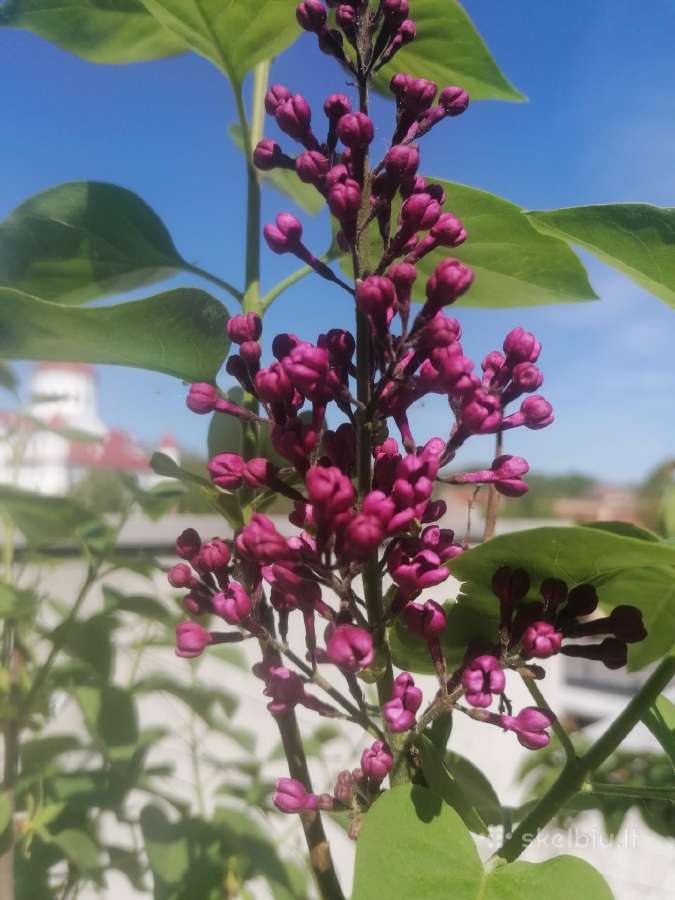 Į kamieną skiepyta alyva vazone 20l. - nuotraukos Nr. 2