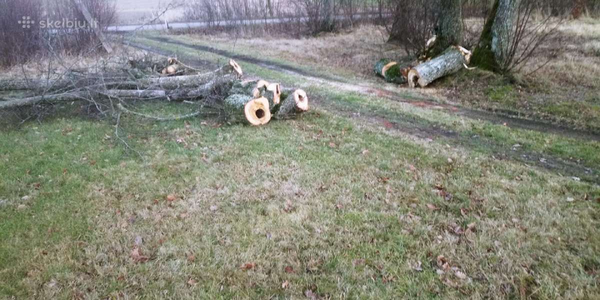 Žoles pjovimas,medžių ir krūmų pjovimas ir išvež. - nuotraukos Nr. 11