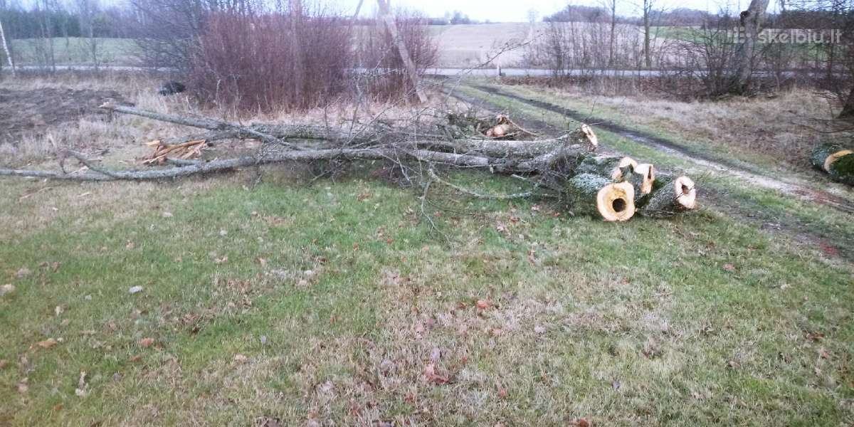 Žoles pjovimas,medžių ir krūmų pjovimas ir išvež. - nuotraukos Nr. 10