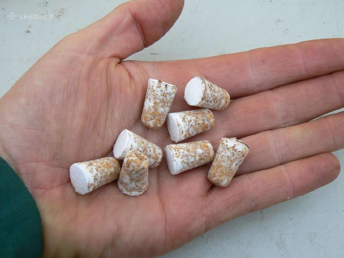 Sertifikuotos Shiitake grybų kapsulės Olandija