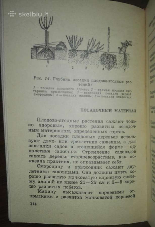 1438. Сад, Цветы Васильева К. - nuotraukos Nr. 3