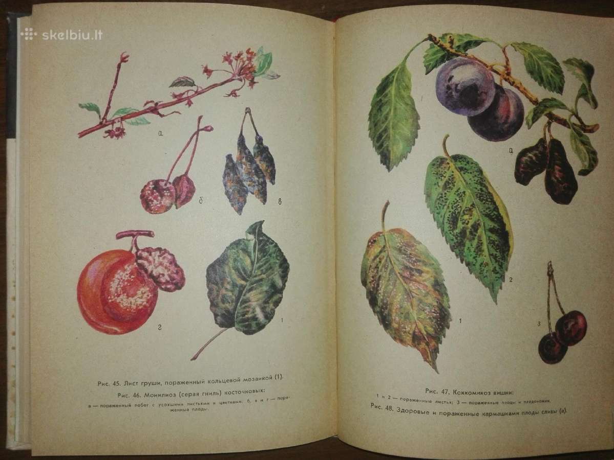 1439. Как Защитит Сад От Вредителей И Болезней - nuotraukos Nr. 6