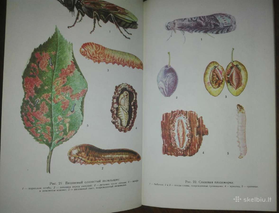 1440. Как Защитит Сад От Вредителей И Болезней - nuotraukos Nr. 7