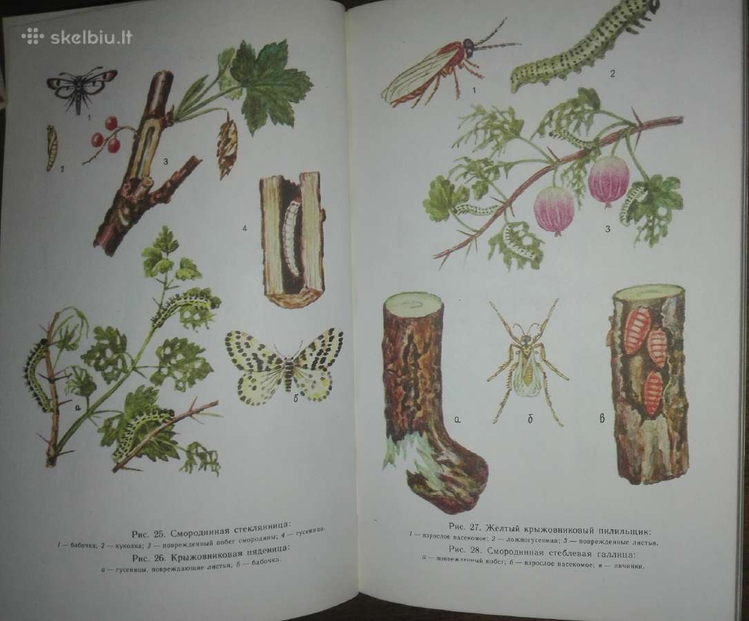 1440. Как Защитит Сад От Вредителей И Болезней - nuotraukos Nr. 8