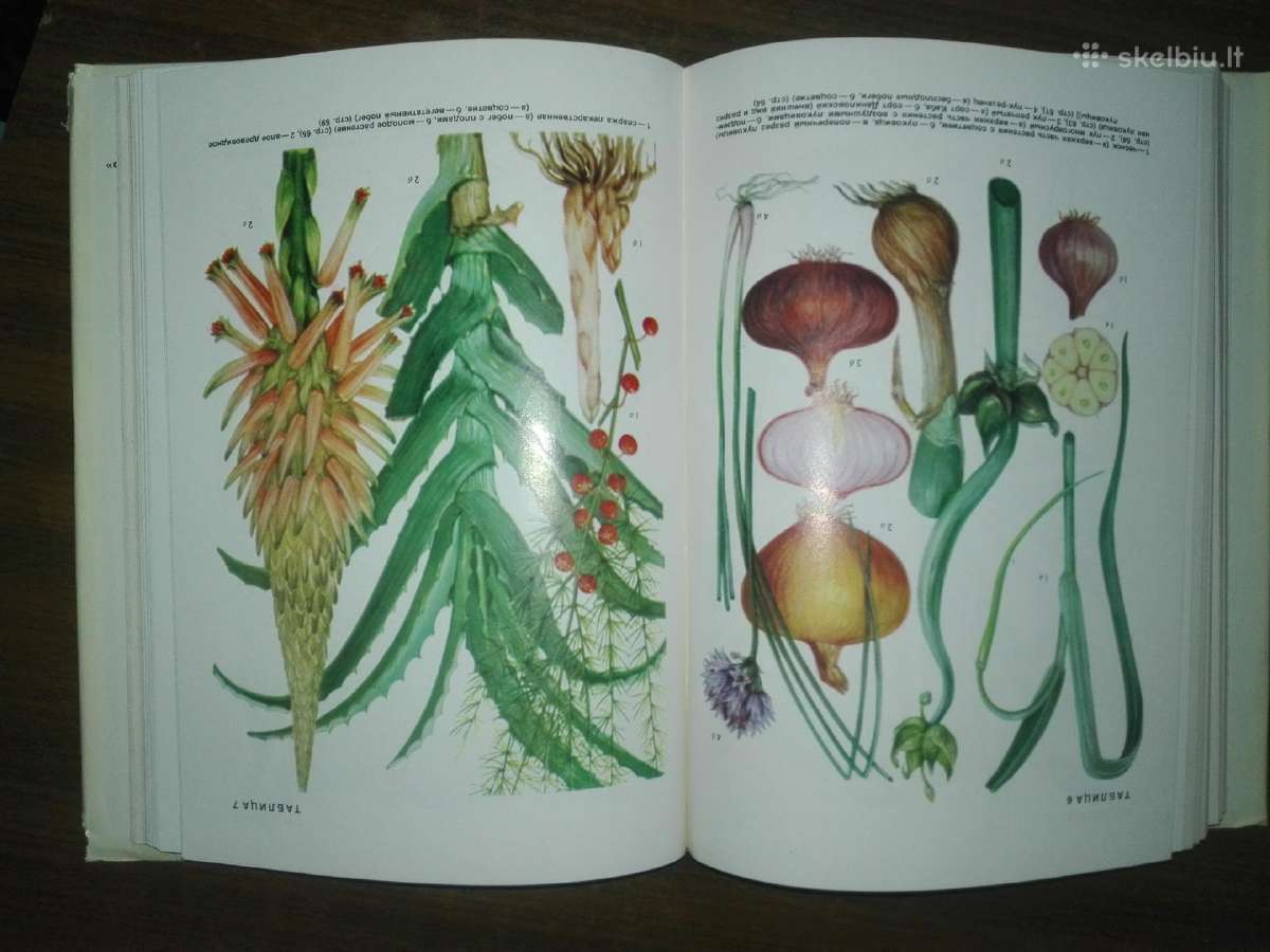 1441. Культурные Растения Сср Вехов В. - nuotraukos Nr. 7
