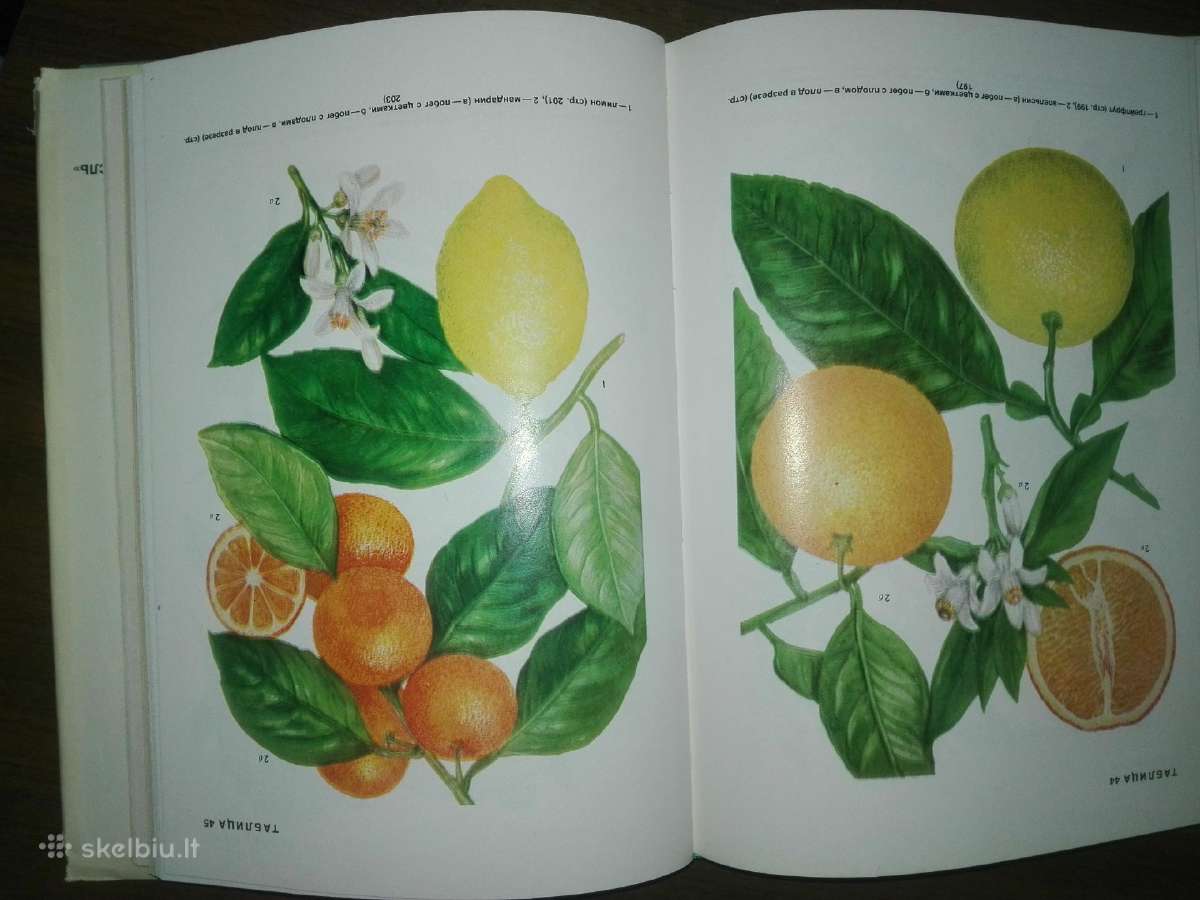 1441. Культурные Растения Сср Вехов В. - nuotraukos Nr. 8