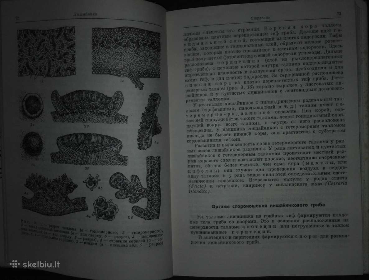 1442. Водоросли, Лишайники И Мохообразные Сср - nuotraukos Nr. 6