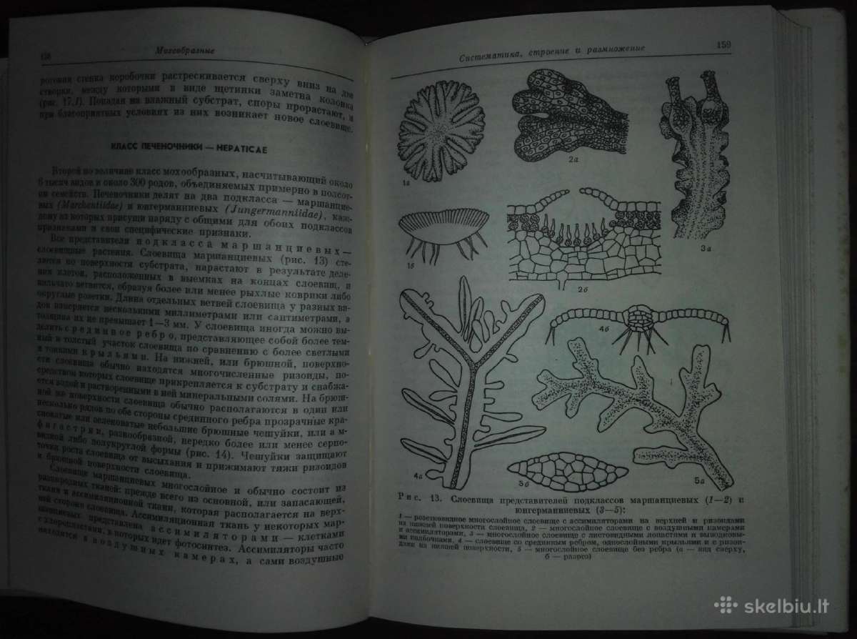 1442. Водоросли, Лишайники И Мохообразные Сср - nuotraukos Nr. 7