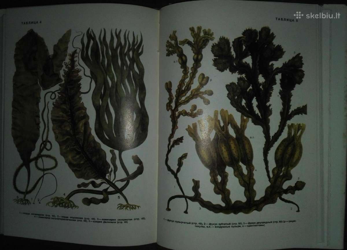 1442. Водоросли, Лишайники И Мохообразные Сср - nuotraukos Nr. 8