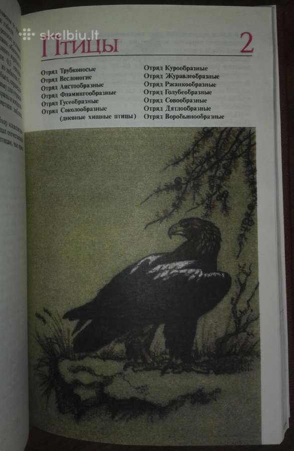 1445. *редкие И Исчезающие Животные Сосновский И. - nuotraukos Nr. 7