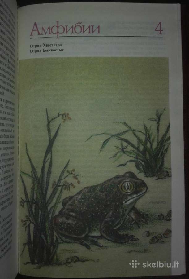 1445. *редкие И Исчезающие Животные Сосновский И. - nuotraukos Nr. 9