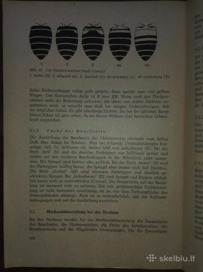 1449. Planmassige Weiselerneuerung Bloedorn W. - nuotraukos Nr. 4