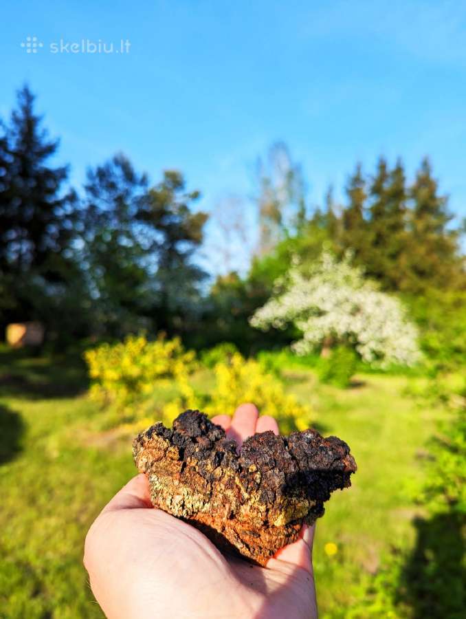 Lietuvos miškuose rinkta Chaga / Čaga - nuotraukos Nr. 3