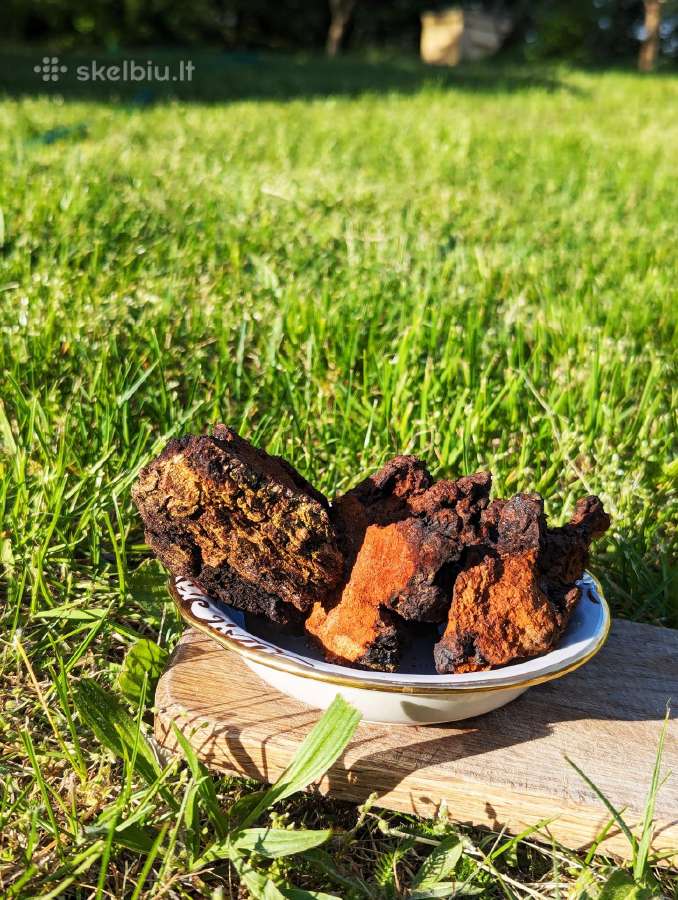 Lietuvos miškuose rinkta Chaga / Čaga - nuotraukos Nr. 4