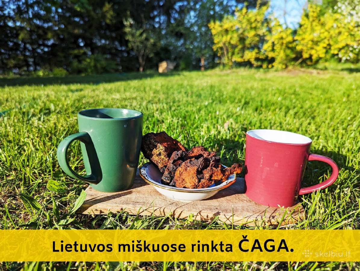 Lietuvos miškuose rinkta Chaga / Čaga - nuotraukos Nr. 2