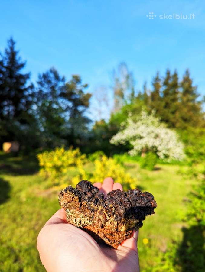 Lietuviška Chaga / Čaga / Juodasis beržo grybas - nuotraukos Nr. 5