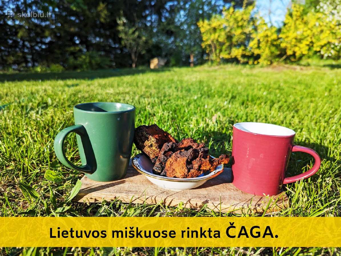 Lietuviška Chaga / Čaga / Juodasis beržo grybas - nuotraukos Nr. 2