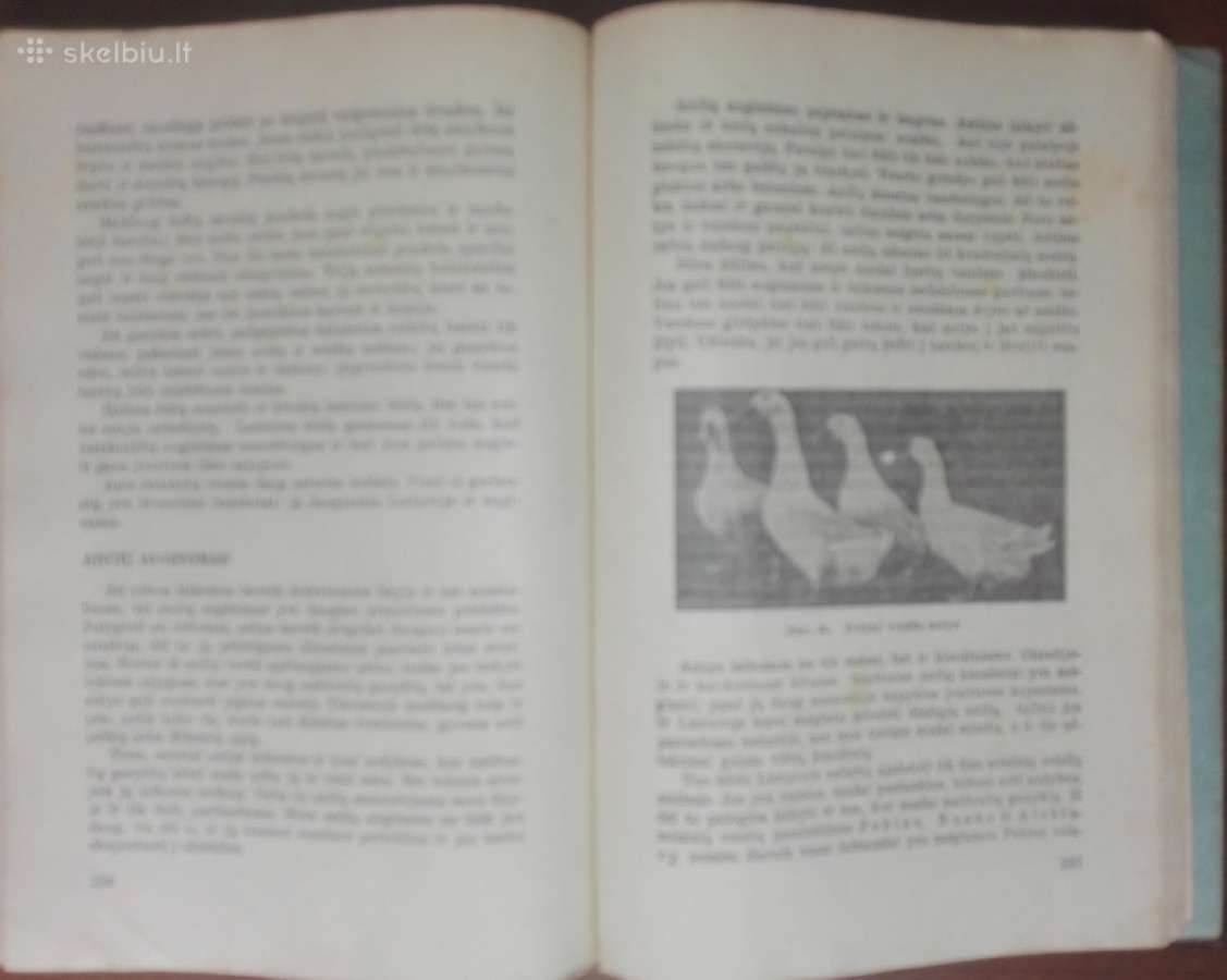 1454. Paukštininkystė - nuotraukos Nr. 6