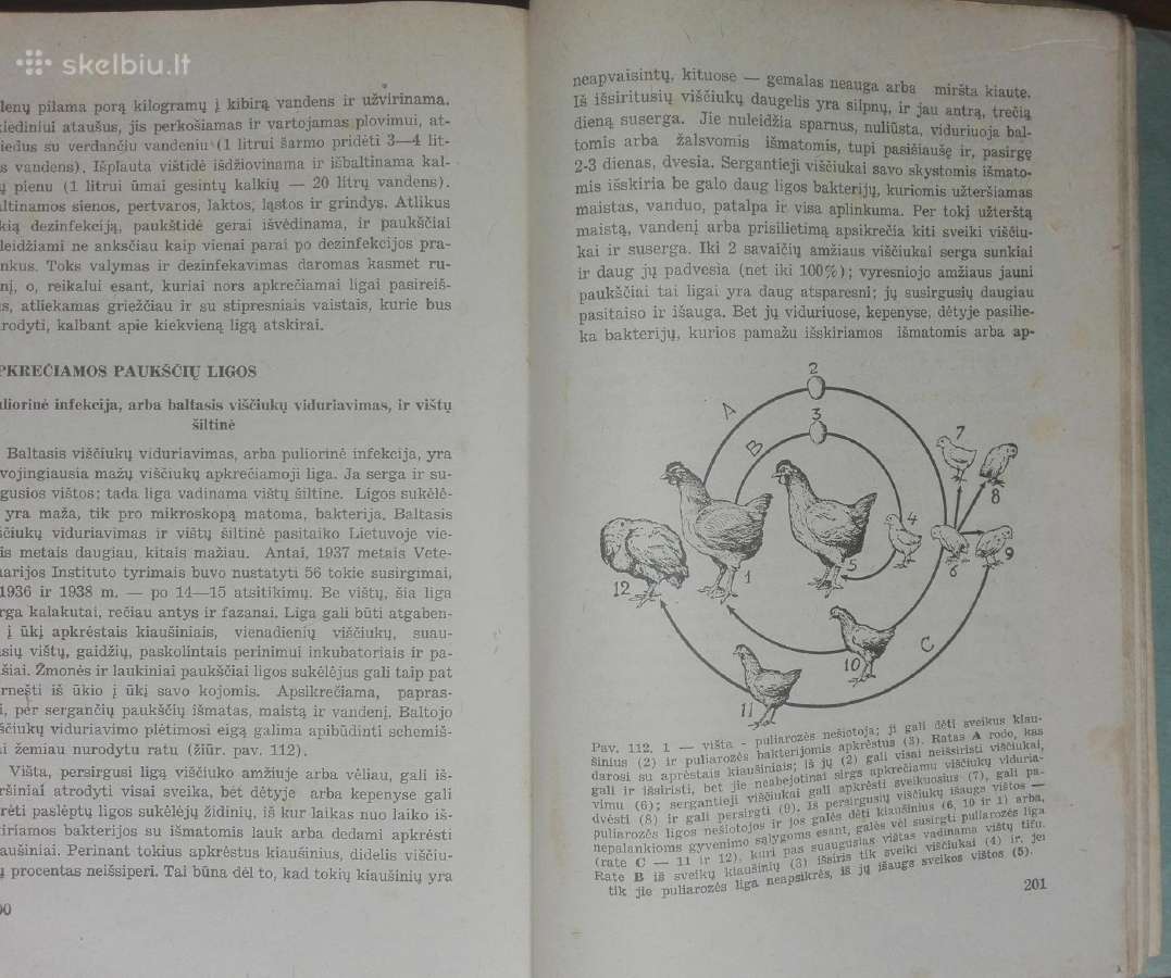 1454. Paukštininkystė - nuotraukos Nr. 7