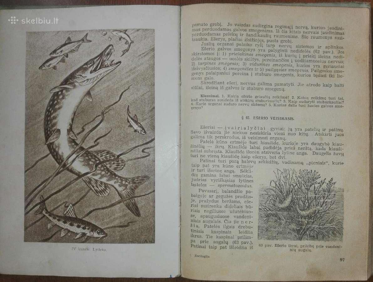 1458. Zoologija Salajevas V. 1950 m. - nuotraukos Nr. 4