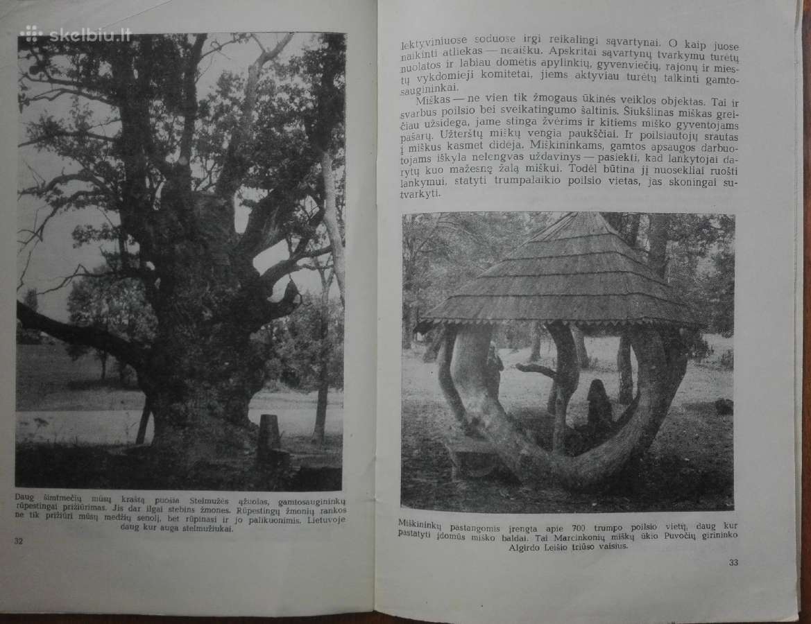 1461. Paukščiui Čiulbėti-medžiui Žaliuoti Lukaševi - nuotraukos Nr. 3