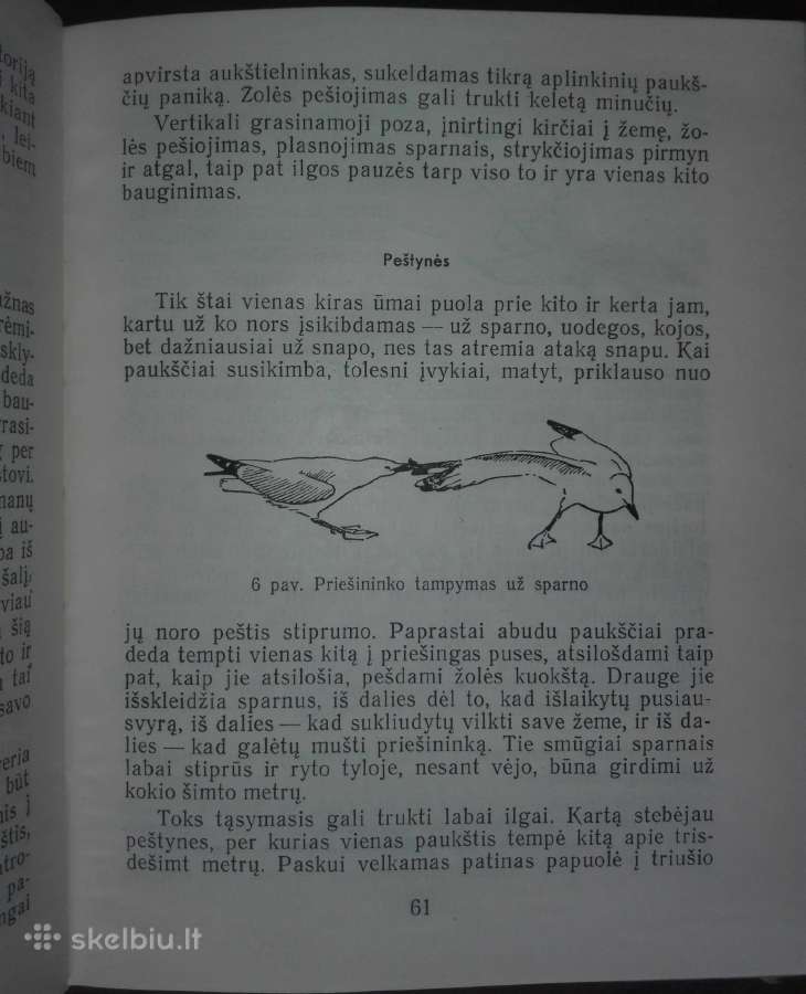 1463. Sidabrinio Kiro Pasaulis Tinbergenas N. - nuotraukos Nr. 3