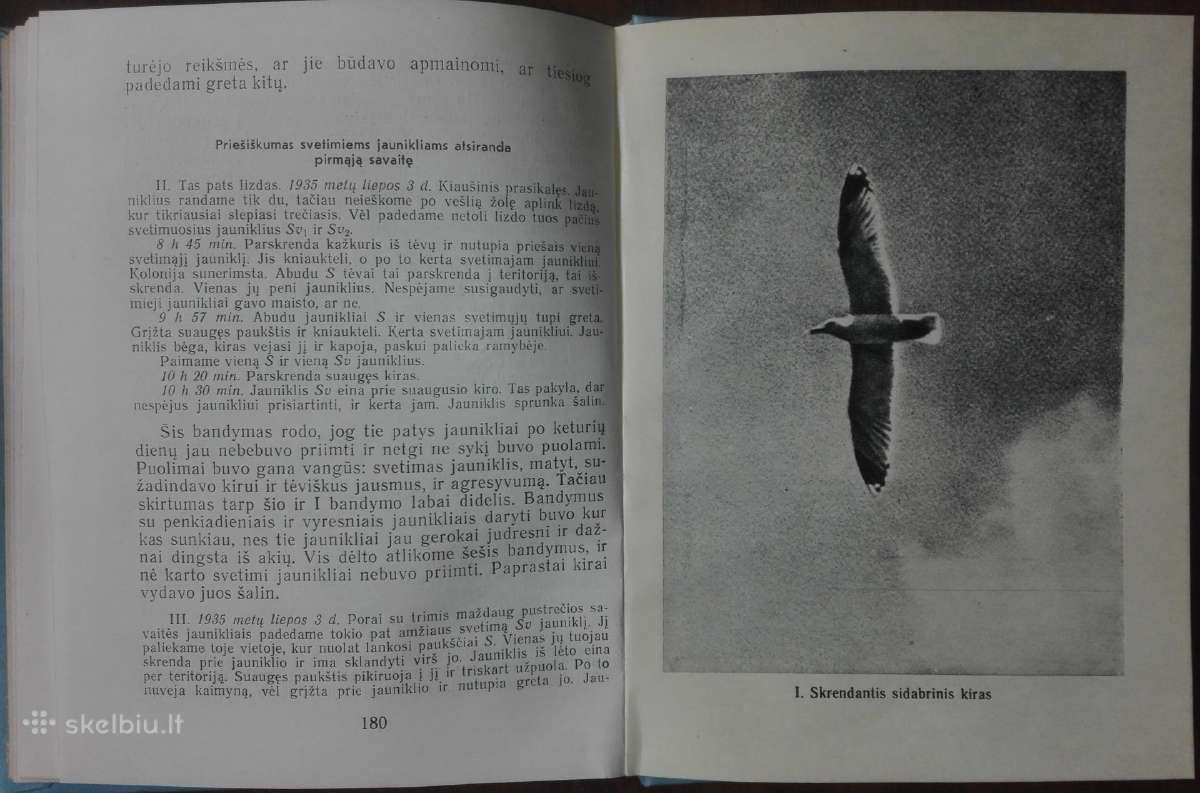 1463. Sidabrinio Kiro Pasaulis Tinbergenas N. - nuotraukos Nr. 4