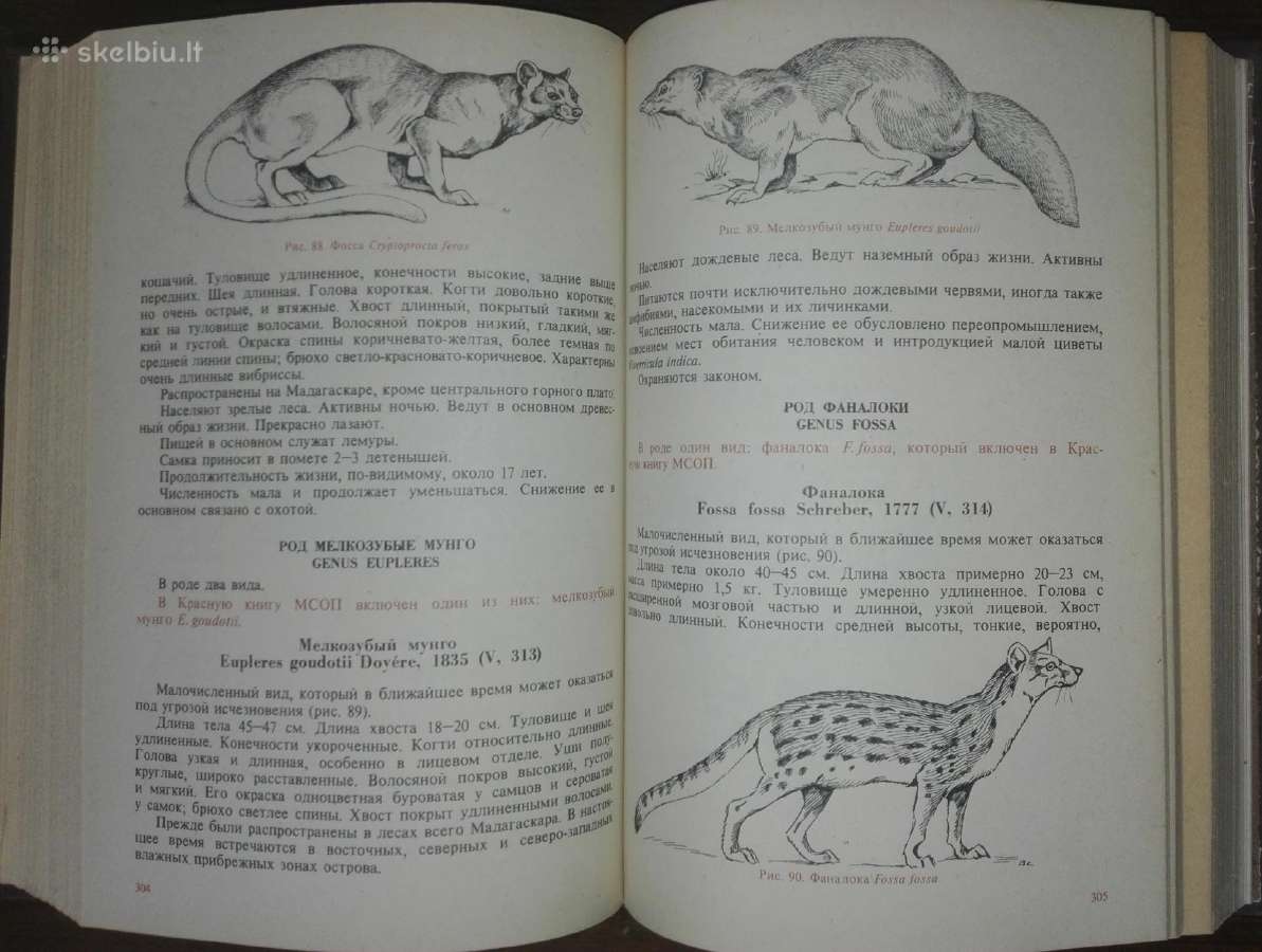 1468. Редкие И Исчезающие Животне. Млекопитающие - nuotraukos Nr. 4