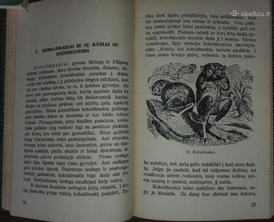 1470. Kaip Atsirado Žmogus Gremiackij M. - nuotraukos Nr. 6