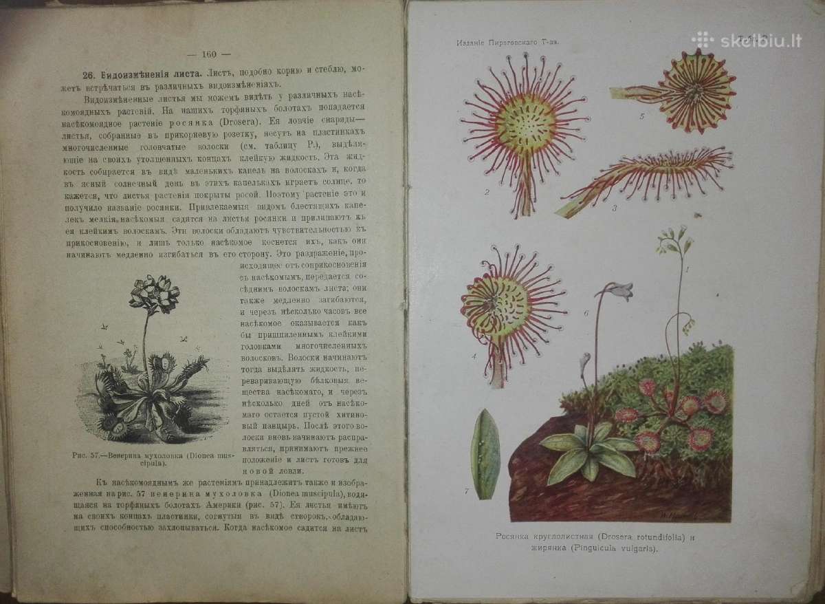 1478. Естественная Исторiя Нечаев А. - nuotraukos Nr. 8