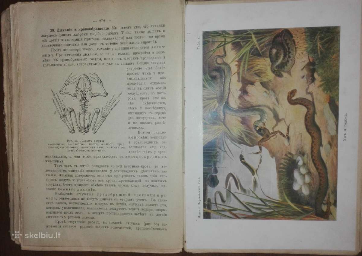 1478. Естественная Исторiя Нечаев А. - nuotraukos Nr. 10