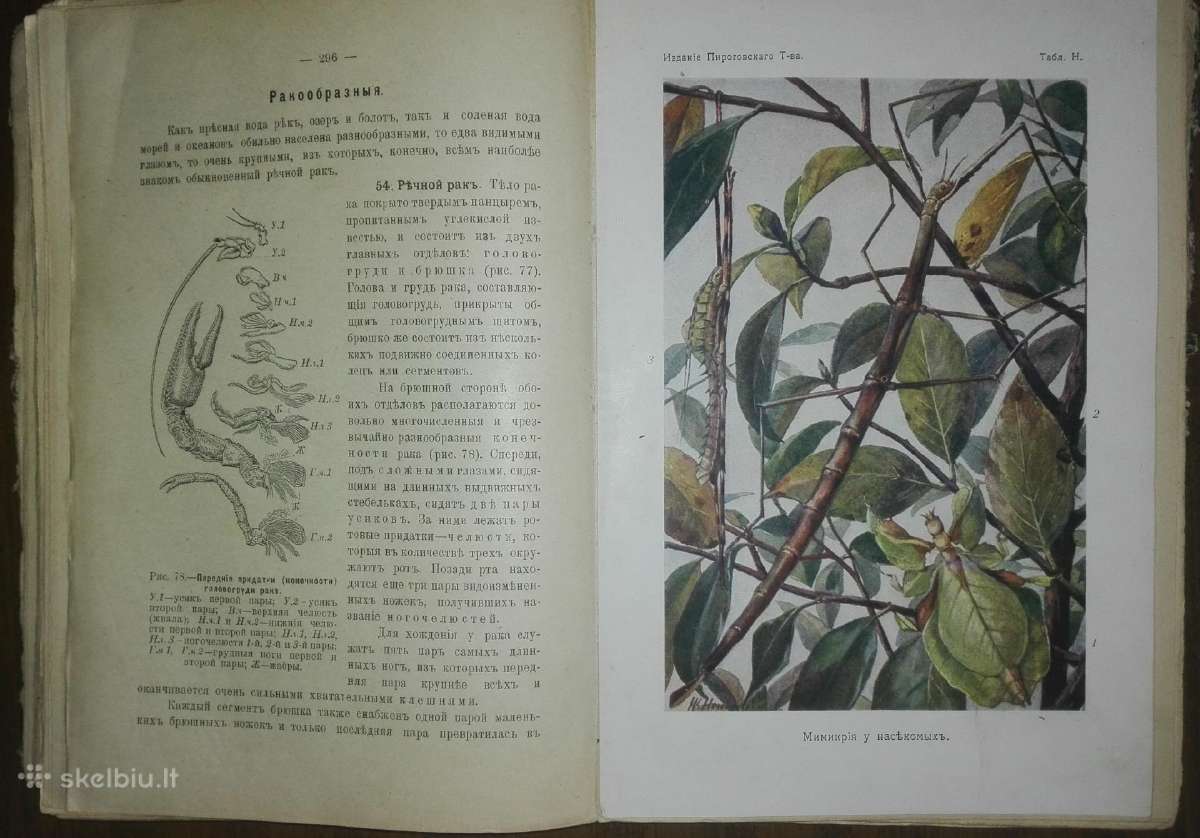 1478. Естественная Исторiя Нечаев А. - nuotraukos Nr. 12