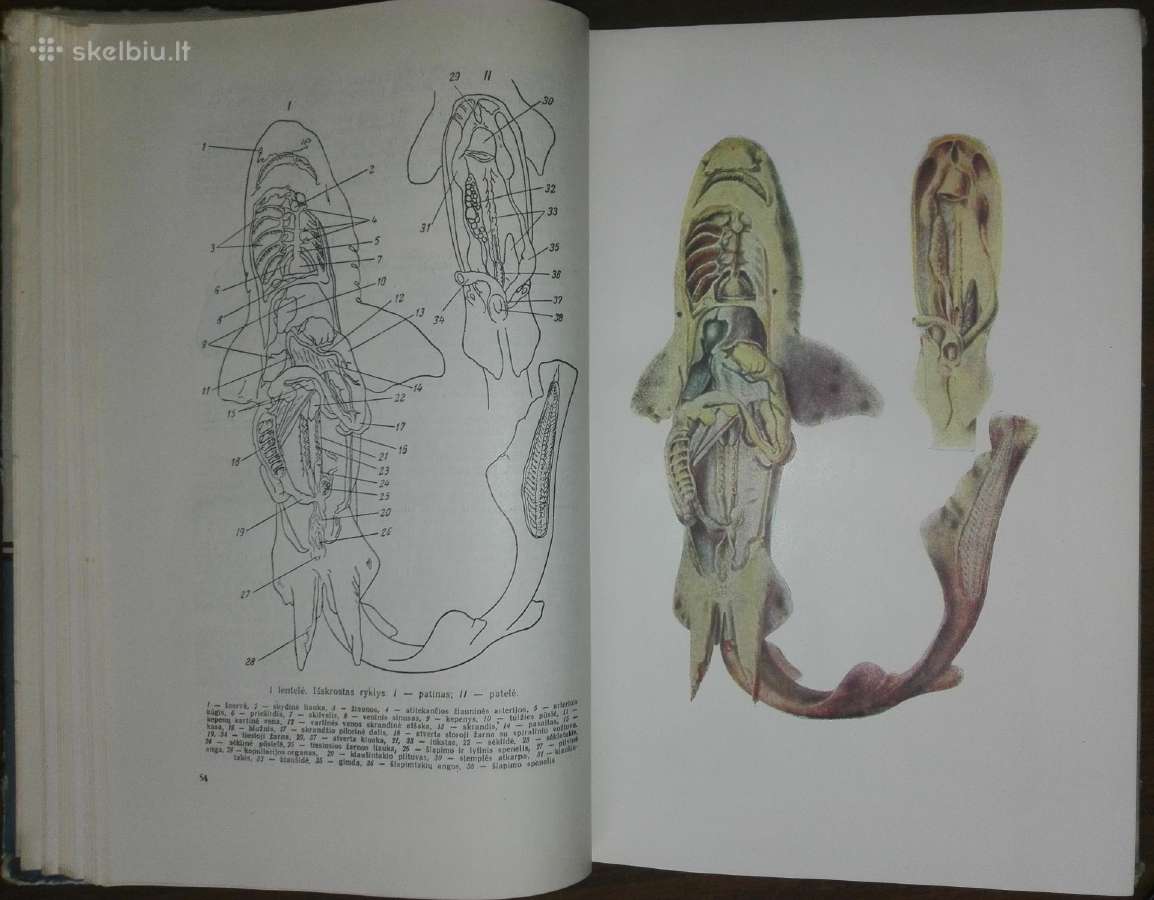 1486. Zoologijos Kursas Banikovas A. - nuotraukos Nr. 2