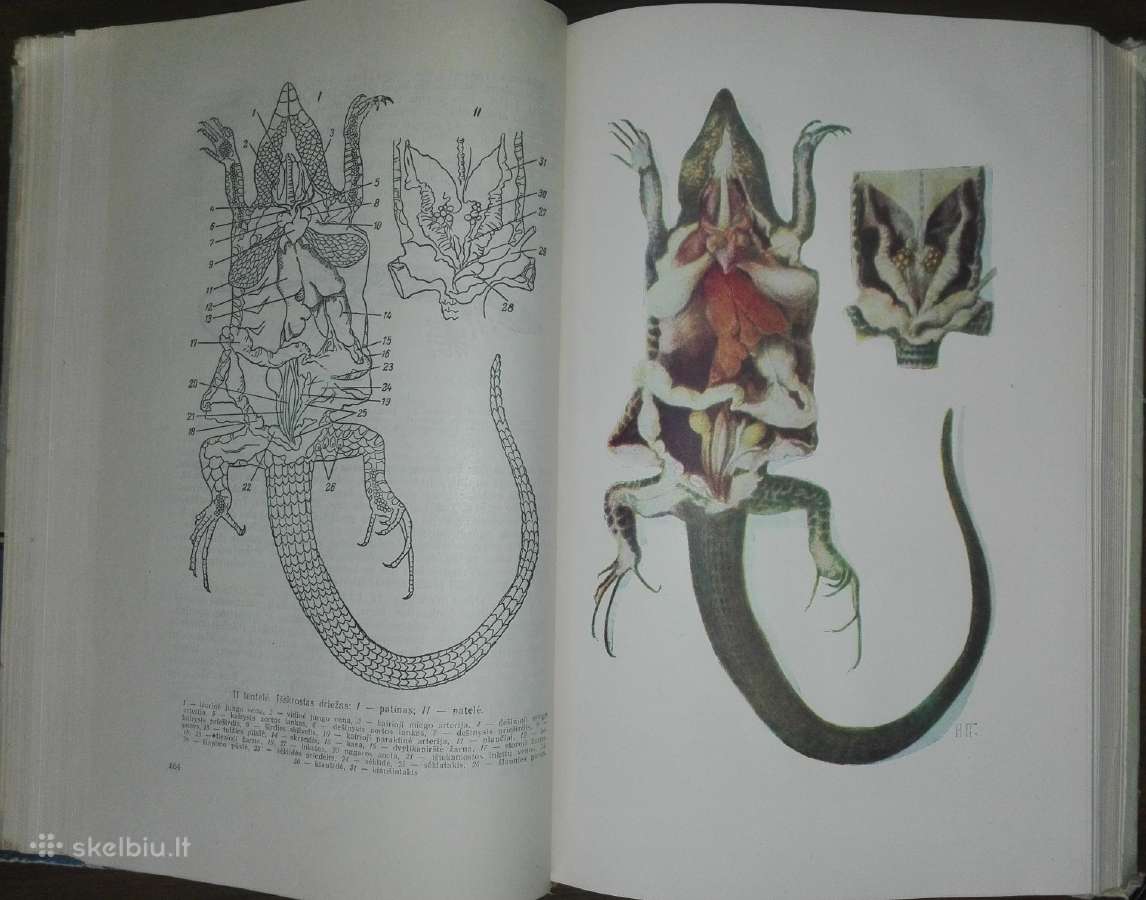 1486. Zoologijos Kursas Banikovas A. - nuotraukos Nr. 3