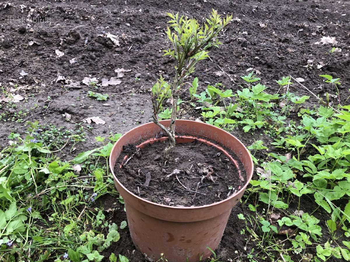 Lastūnė (kamsis)agava alyvos,sedulos ir kt. - nuotraukos Nr. 4