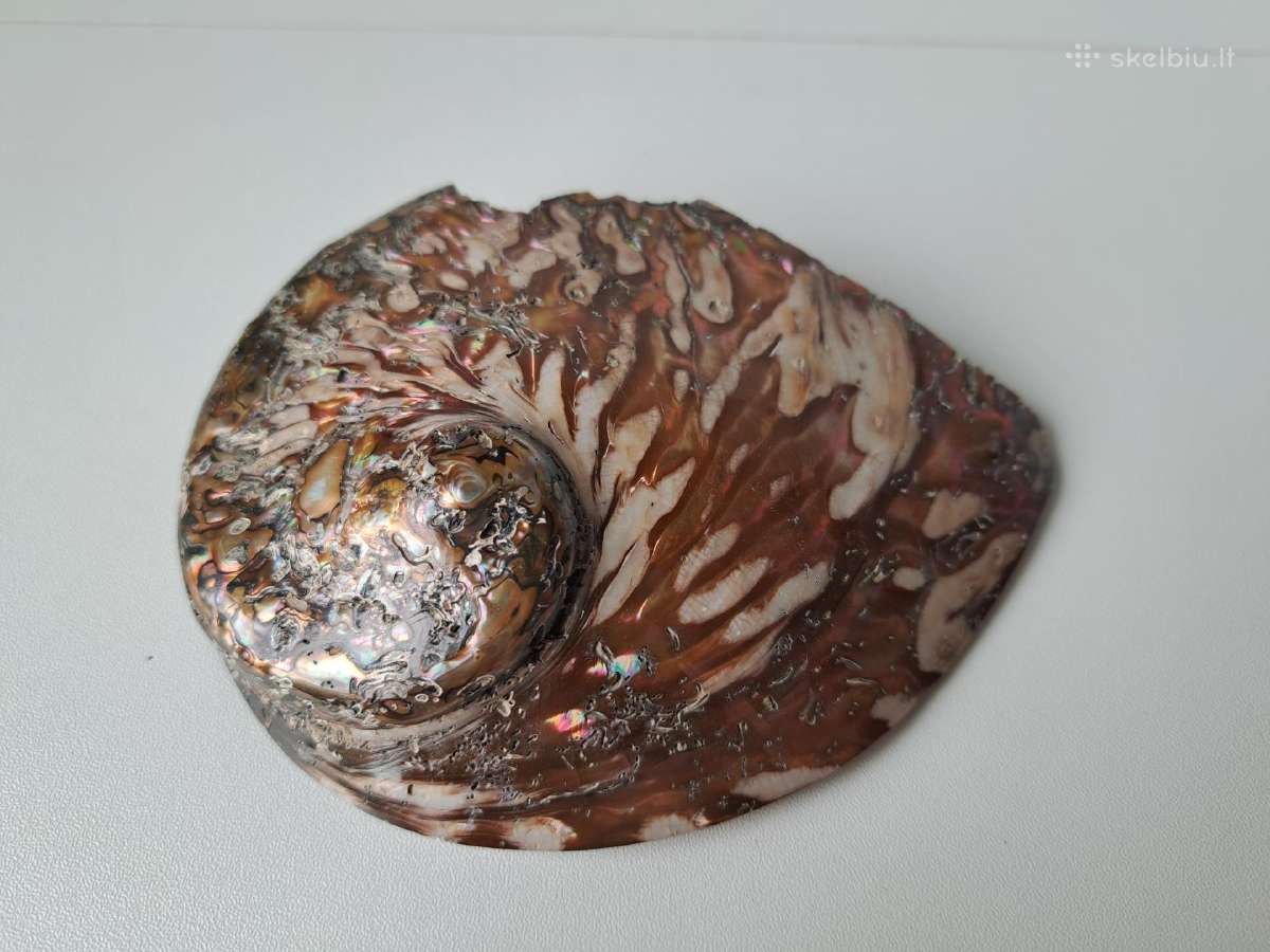 Abolonijos kriauklė, 340g, 15.5x11x2cm