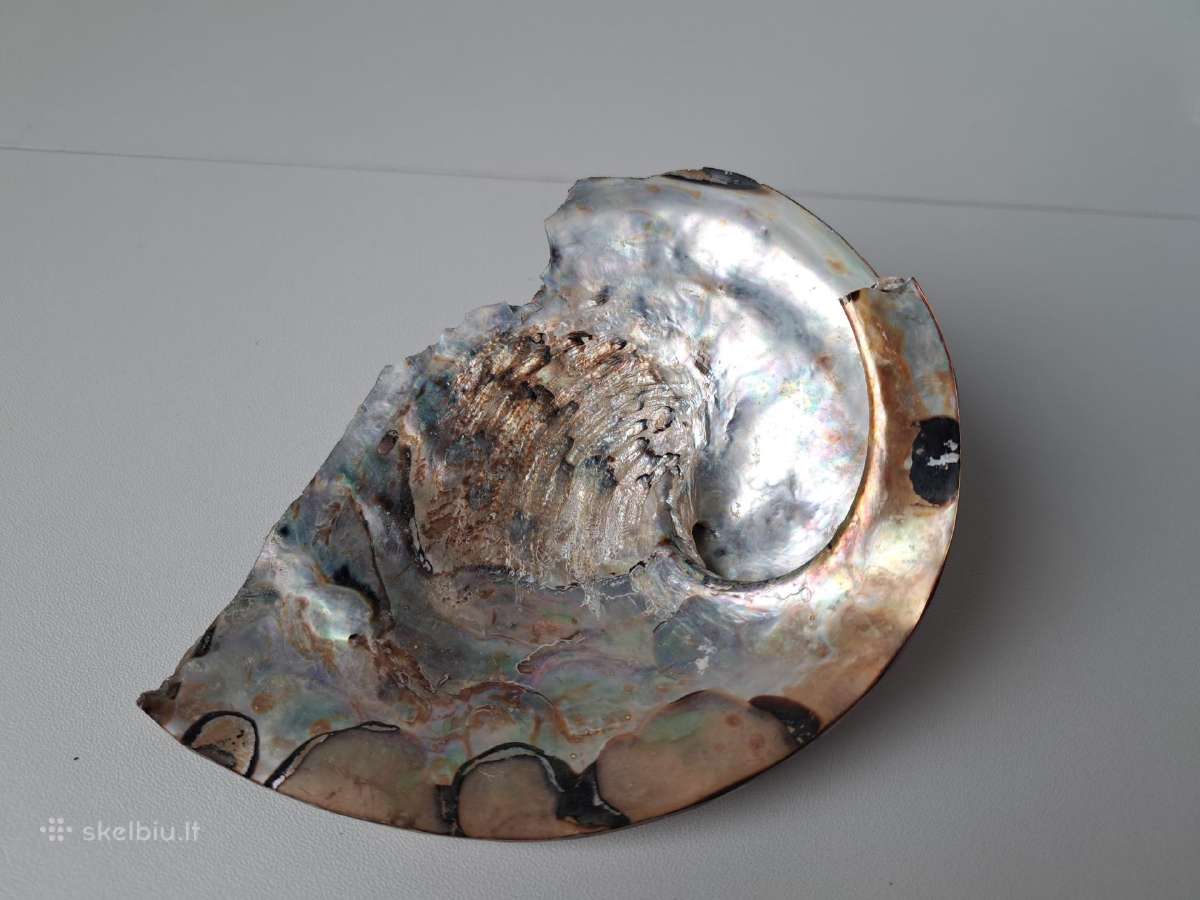Abolonijos kriauklė, 340g, 15.5x11x2cm - nuotraukos Nr. 2