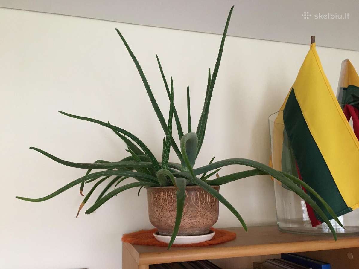 Alijosius Aloe Vera