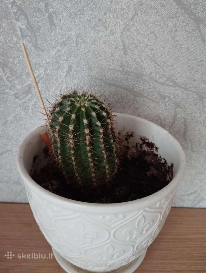 Kaktusas