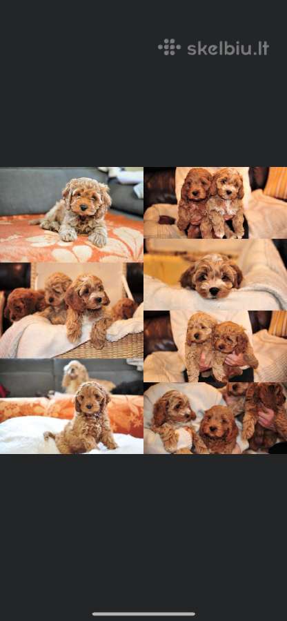 F1 Cockapoo - nuotraukos Nr. 4