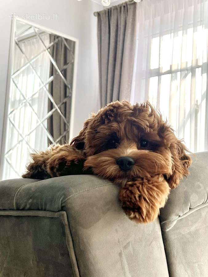 F1 Cockapoo - nuotraukos Nr. 2