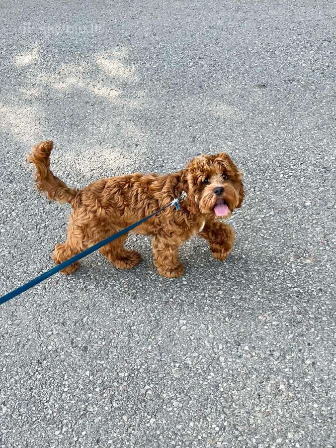 F1 Cockapoo - nuotraukos Nr. 3