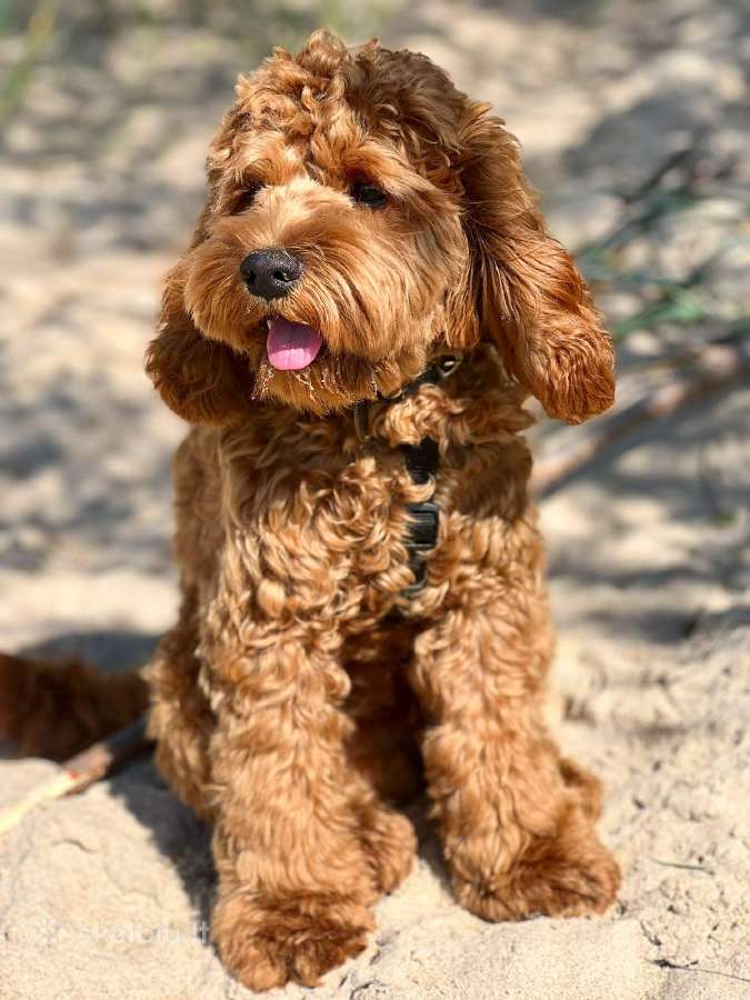 F1 Cockapoo - nuotraukos Nr. 5