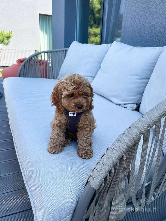 F1 Cockapoo - nuotraukos Nr. 6