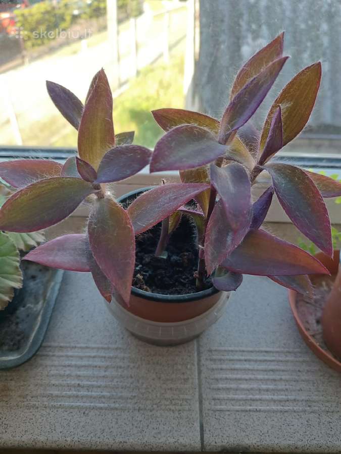 Sertercia purpurea