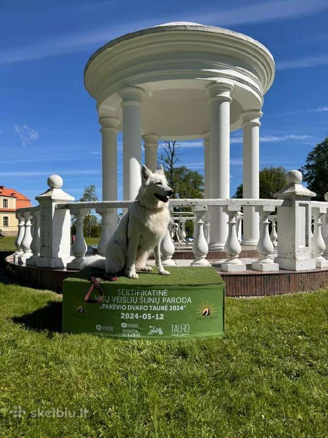 Baltieji šveicarų aviganiai (ilgaplaukiai) - nuotraukos Nr. 5