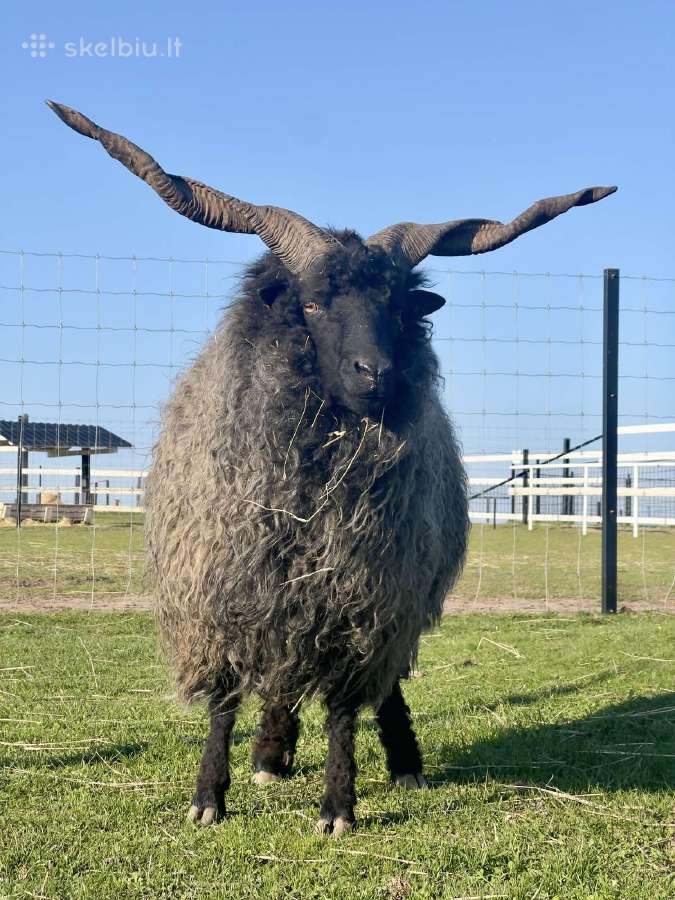 Avys Racka - nuotraukos Nr. 2