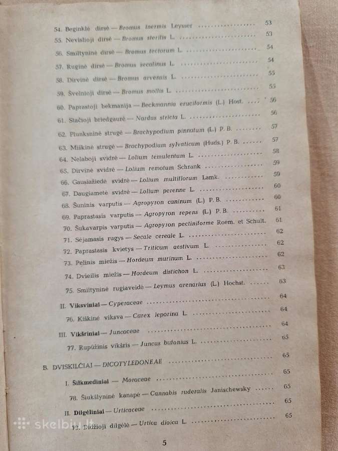 Pašarinių žolių ir jų piktžolių sėklos - nuotraukos Nr. 4